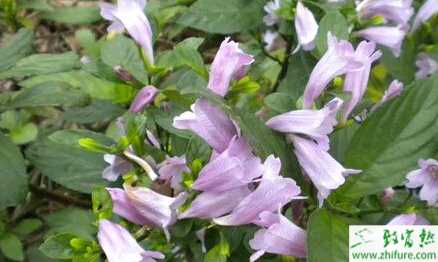 種板藍根灰斑病防治