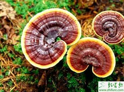 種靈芝病害綠色木霉的防治