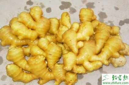 2015幾個特色蔬菜種植品種推薦_大姜