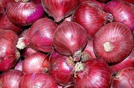 2015幾個特色蔬菜種植品種推薦_洋蔥