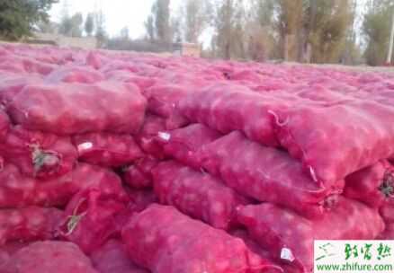 2015種洋蔥賺錢嗎？2015洋蔥種植前景及市場(chǎng)價(jià)格分析