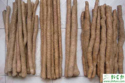 2015種山藥賺錢嗎？2015山藥種植前景及市場價格分析