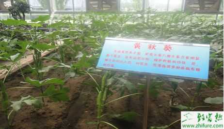 2015種黃秋葵賺錢嗎？2015黃秋葵種植前景及市場價格分析