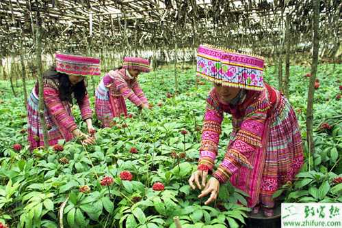 2015種三七賺錢嗎？2015三七種植前景及市場價格分析