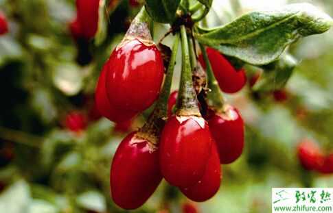 2015種枸杞賺錢嗎？2015枸杞種植前景及市場價(jià)格分析