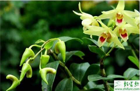 2015種石斛賺錢嗎？2015石斛種植前景及市場價格分析