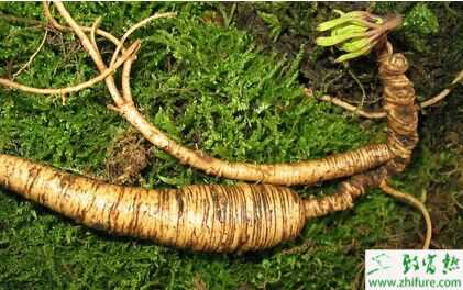 2015種西洋參賺錢嗎？2015西洋參種植前景及市場價格分析