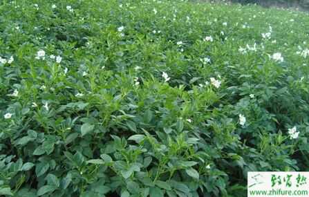 2015種板藍根賺錢嗎？2015板藍根種植前景及市場價格分析