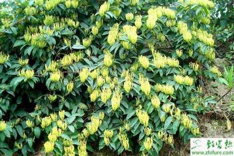 2015種金銀花賺錢(qián)嗎？2015金銀花種植前景及市場(chǎng)價(jià)格分析