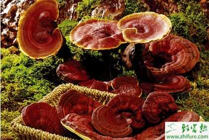 2015種靈芝賺錢嗎？2015靈芝種植前景及市場價格分析