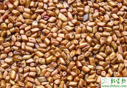 2015種決明子賺錢嗎？2015決明子種植前景及市場價格分析