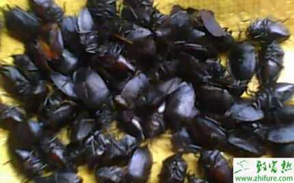 中藥九香蟲2015行情看好 價格破1000元