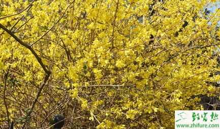 中藥連翹(青翹)2015行情看好