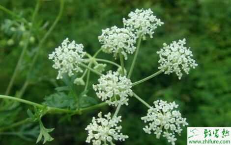 中藥前胡2015行情看好