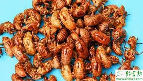 中藥蟬蛻2015行情看好