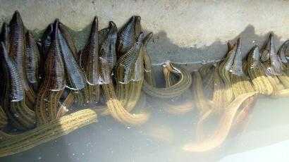 水蛭2015行情看好 價格將一路走高