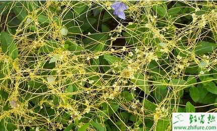 2015菟絲子市場行情或許會走低