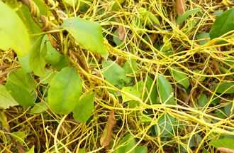 2015中藥材行業(yè)高風(fēng)險項目提示_菟絲子