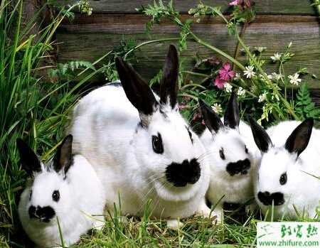 養殖兔子仔兔斷奶后易發病原因
