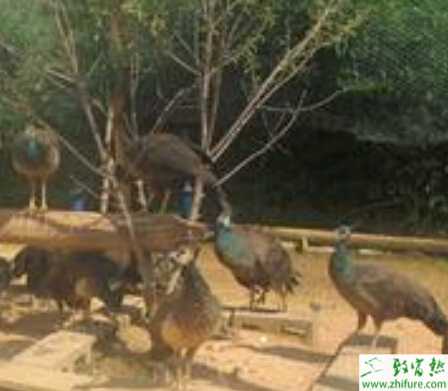 養殖孔雀秋冬季節疾病的診斷方法