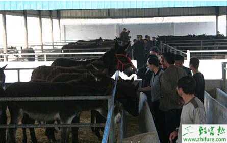 養殖肉驢如何驅蟲