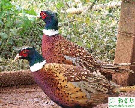 養(yǎng)殖山雞種山雞避暑要重視