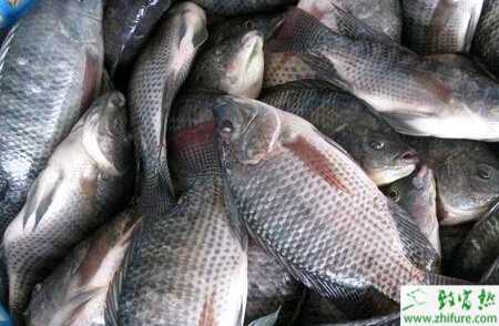 養殖羅非魚如何防止指環蟲病的發生