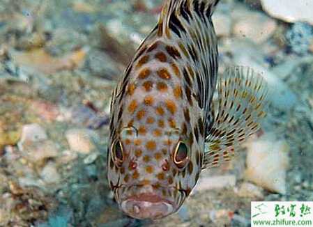 低位池養殖青石斑魚技術