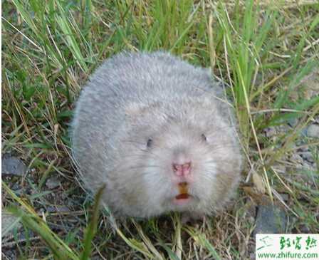 養殖竹鼠繁育需要注意哪些