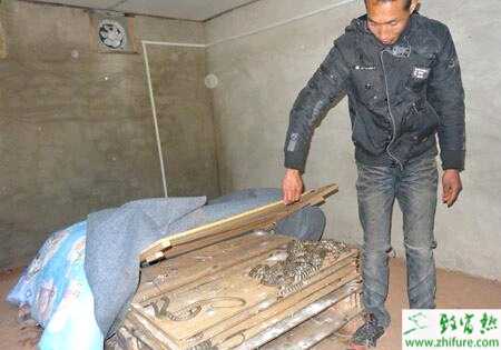 人工養殖銀環蛇的技術