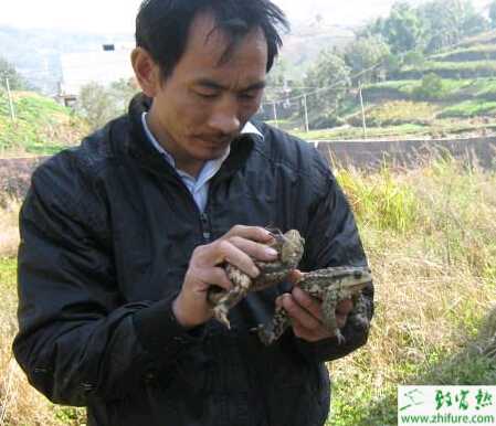 養殖蟾蜍敵害的防治