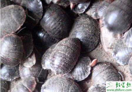 養(yǎng)殖土元的敵害及其防治