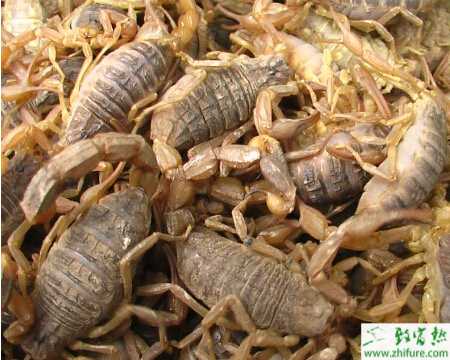 養殖蝎子脫皮有技巧