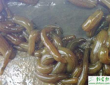 養殖水蛭技術之水蛭對餌料的要求