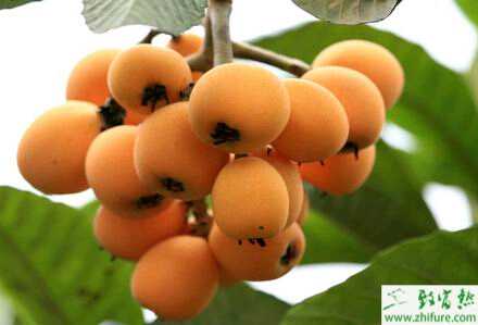 種枇杷秋冬管理是關鍵