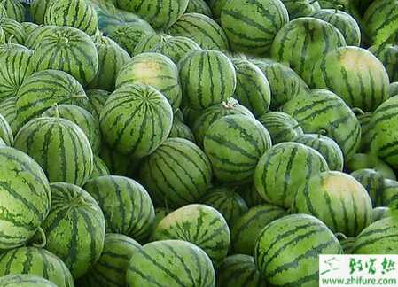 雙大棚西瓜高效栽培經驗