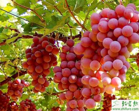 種葡萄怎樣防治葡萄黑豆病
