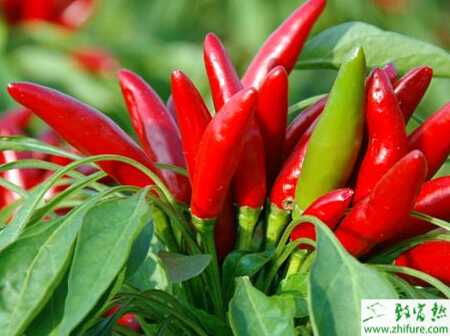 辣椒冬季大田栽培管理經驗