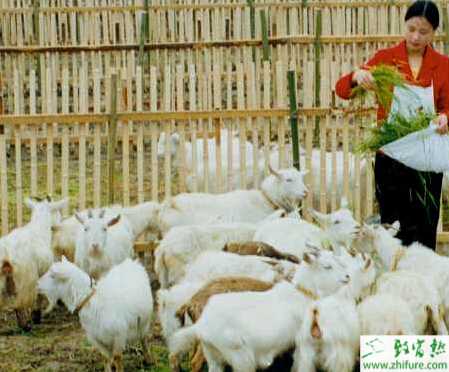 養羊巧加飼料添加劑
