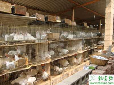 養殖兔子引種需考慮的問題