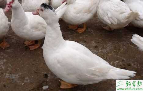 香鶉雁養殖項目簡介