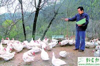 香鶉雁市場還需要時間接受