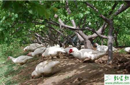 香鶉雁養殖場地建設要求及注意事項