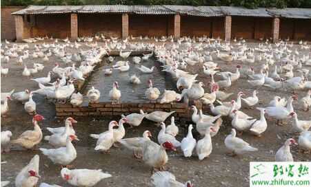 香鶉雁的孵化過程及注意事項