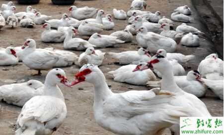 香鶉雁雛雁的飼養管理