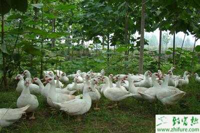 香鶉雁成雁的飼養管理方法