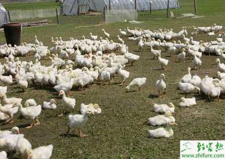 雛鵝養殖的管理誤區