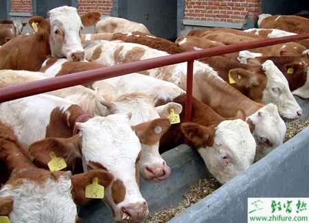 女村官譚貞娟帶領村民養(yǎng)牛致富