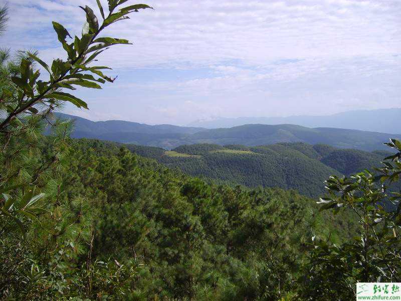 如何利用農村山林賺錢？