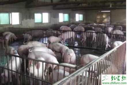 熱門農村養殖項目創業推薦